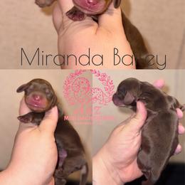 Miranda - Chocolate and tan female Dachshund puppy in Hornbeck, Louisiana from A&Z Mini Dachshunds