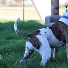 American Bulldogs from Eagle's Wing Kennels American Bulldogs
