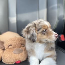 Miniature Australian Shepherd and Toy Australian Shepherd Puppies from Northern Roots Aussies