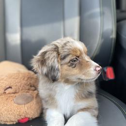 Miniature Australian Shepherd and Toy Australian Shepherd Puppies from Northern Roots Aussies