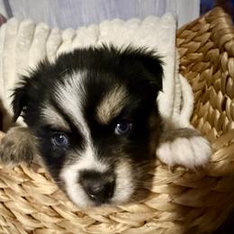 Vernie - Black and white male Pomsky puppy in Wisconsin from Summer's Pomskies