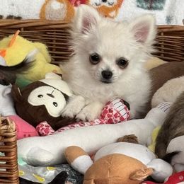 Winter - Cream and white Chihuahua puppy in Williamsburg, Virginia from PAWSitive Cheeky Chihuahuas