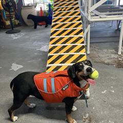 Entlebucher Mountain Dog Puppies from Ironclad