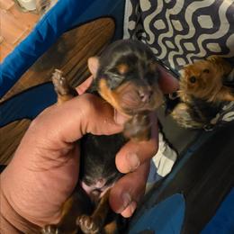 Red - Black and tan male Silky Terrier puppy in City Of Orange, New Jersey from Fur-Ever Friends