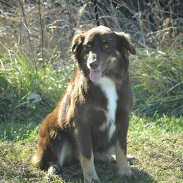 Fern - Australian Shepherd