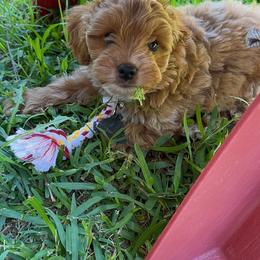 Cavapoo, Cockapoo, Goldendoodle, and Maltipoo Puppies from Perdue Puppies