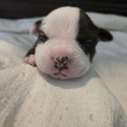 Alice - Seal brown female American Pit Bull Terrier puppy in Aurora, Colorado from BlueRose Kennel