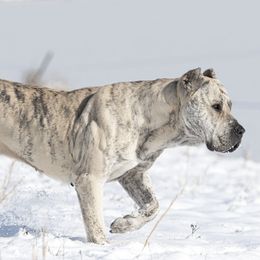 Guama - Perro de Presa Canario