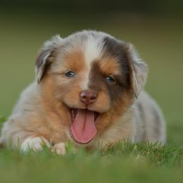 Calypso - Red merle female Toy Australian Shepherd puppy in Hartman, Arkansas from Southern Edition Aussies