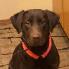 Zoe - Labrador Retriever