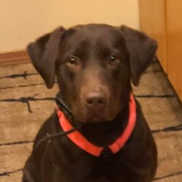 Zoe - Labrador Retriever