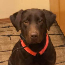 Zoe - Labrador Retriever