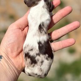 Sunny - Girl 2 - Dapple female Dachshund puppy in London, Kentucky from Steele Half Acre Homestead