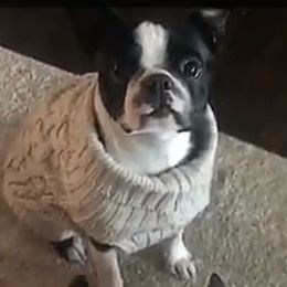 Nina - Boston Terrier