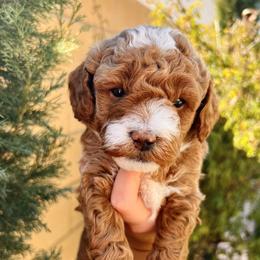 Bernedoodle and Goldendoodle Puppies from Dose of Doodles