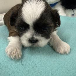 Teddy - Liver and white male Shih Tzu puppy in Marshfield, Missouri from Hillside Loop Kennel LLC