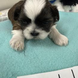 Teddy - Liver and white male Shih Tzu puppy in Marshfield, Missouri from Hillside Loop Kennel LLC