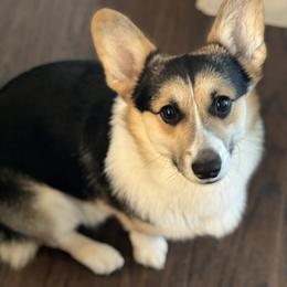 Bucky - Pembroke Welsh Corgi