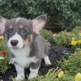 Vince - Blue male Pembroke Welsh Corgi puppy in Decatur, Texas from Bar S Corgis