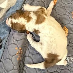 Boy 3 - Merle male Saint Berdoodle puppy in San Antonio, Texas from Mammoth Doodles