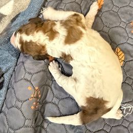 Boy 3 - Merle male Saint Berdoodle puppy in San Antonio, Texas from Mammoth Doodles