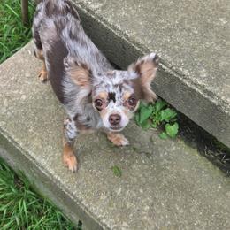 Harlow - Merle female Chihuahua puppy in Ashtabula, Ohio from Paw's & Awe's Chihuahuas