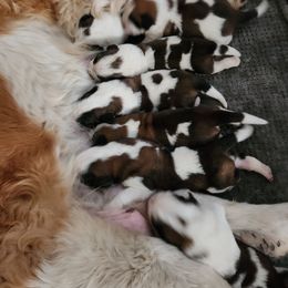 Saint Bernard Puppies from Amber's Saint Bernards