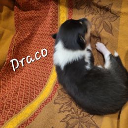 Draco - Black white and tan male Collie puppy in Mattoon, Illinois from Gold Leaf Collies