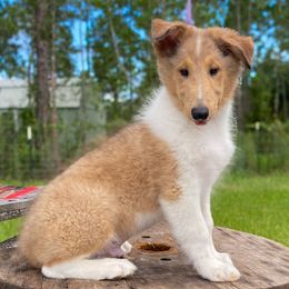 Dale - Sable merle and white male Collie puppy in St Augustine, Florida from Saltwater Collies LLC
