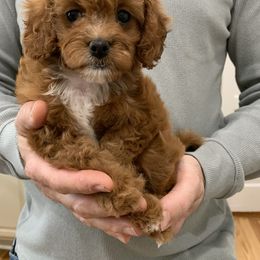 Cavapoo Puppies from Coastal Cavapoos