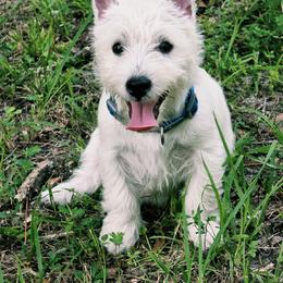 West Highland White Terrier Puppies from Bred with H.E.A.R.T.