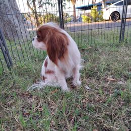Anastasia - Blenheim female Cavalier King Charles Spaniel puppy in Phoenix, Arizona from Royal Desert Cavaliers