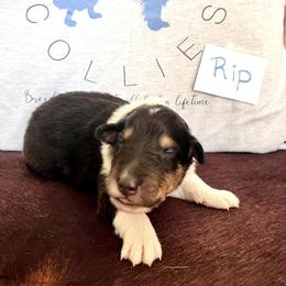Collie Puppies from A/K Rough Collies