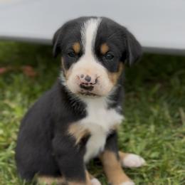 Grey boy - Black, white and red male Greater Swiss Mountain Dog puppy in Woodland, Washington from Woodland Swissie’s
