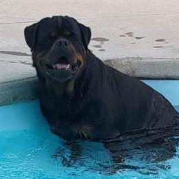 Edy - Rottweiler