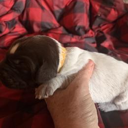 Yellow Girl - Brown and gray female Wirehaired Pointing Griffon puppy in Sheldon, Vermont from Ole Poor Farm