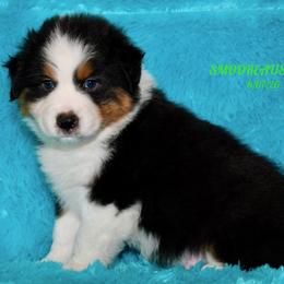 BLAZE - Black tri-color male Australian Shepherd puppy in Douglas, Georgia from Smooreaussies