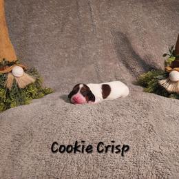 Cookie Crisp - Piebald female Dachshund puppy in Memphis, Texas from Weiner Warriors