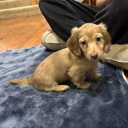 Fern - Red female Dachshund puppy in Wayland, Iowa from CR Kennels