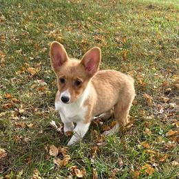 WM F3 - Red female Pembroke Welsh Corgi puppy in Stockton, Iowa from Infinity Corgis