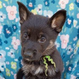 Green Boy - Bi-color male German Shepherd puppy in La Pine, Oregon from Granville/Diamond Peak German Shepherds