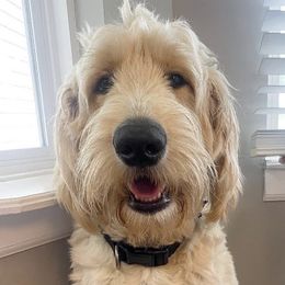 Benny - Goldendoodle