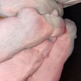 French Bulldog Puppies from Elite Bullies Miami