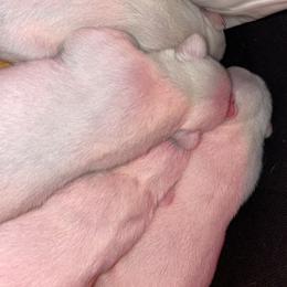 French Bulldog Puppies from Elite Bullies Miami