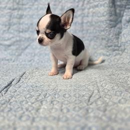 Fancy Boy - Black and tan male Chihuahua puppy in Cape Coral, Florida from Inspired Chihuahuas