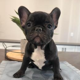 Chocolate - Liver female French Bulldog puppy in Smithfield, North Carolina from Roughneck Frenchies
