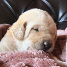 Barley - Yellow male Labrador Retriever puppy in Winnemucca, Nevada from Oakley's Mountain View Kennel