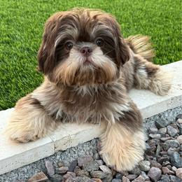 Honey - Chocolate female Shih Tzu puppy in Seattle, Washington from 🌗 New Moon Shih Tzu 🌗