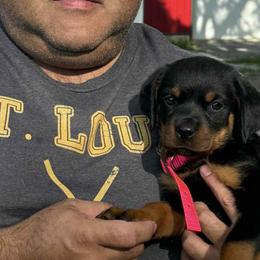 Rottweiler Puppies from Bella Bowe Champion Import Rottweilers