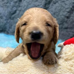 Patrick boy 2 - Cream male Dachshund puppy in Bigfork, Minnesota from Dachshunds Up North